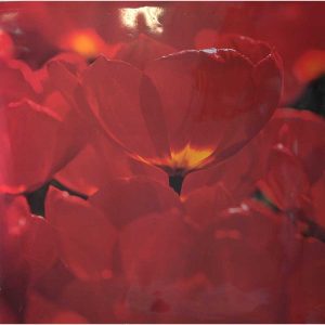 Poster fiore flowers by Vitantonio dell'orto 90x90 cm LEM460 - immagine 1