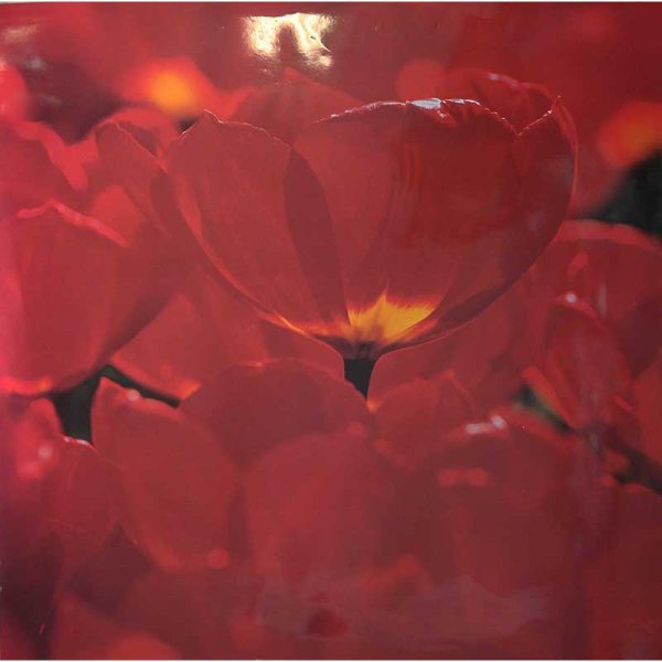 Poster-fiore-web